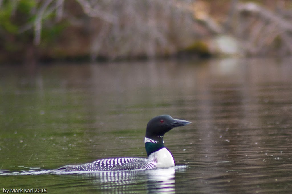 Grafton Pond May 16 2015